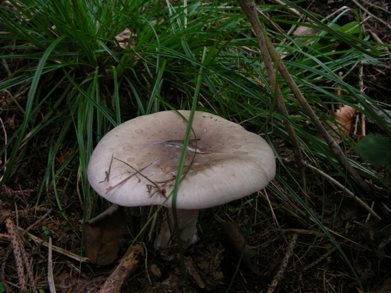 Escursione in bosco misto collinare